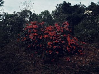 Plants growing on field