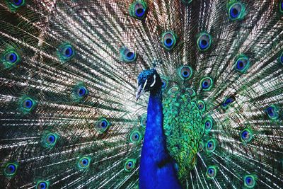 Close-up of fanned out peacock