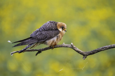 Close-up of bird perching on branch