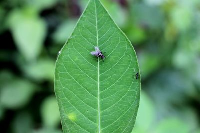 Close-up of insect on leaf