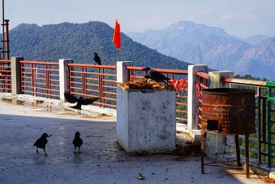 View of birds perching on mountain range against sky