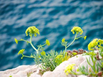 Rock flowers cliff france sea 