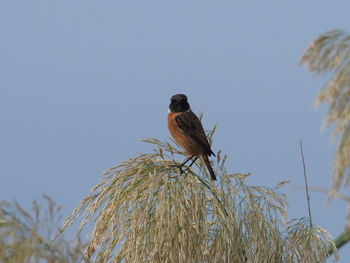 Low angle view of bird perching on plant against sky