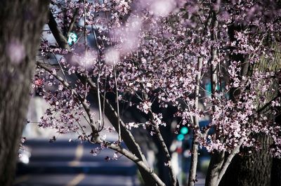 Pink flowers blooming on tree