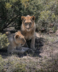 Portrait of cats on ground in forest