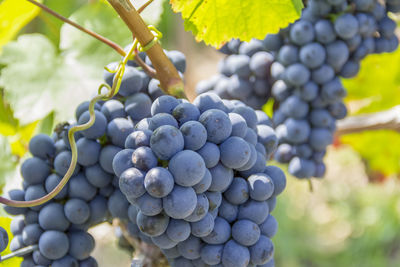 Close-up of grapes