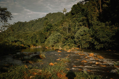 Scenic view of lake in forest against sky