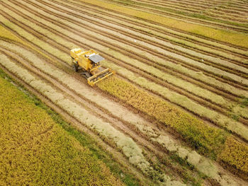 Scenic view of agricultural field