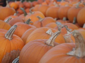 Close-up of pumpkins for sale at market stall