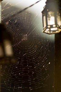 Close-up of spider on web