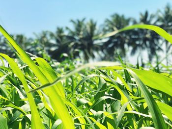 Close-up of fresh green grass against sky