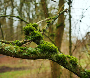 Close-up of moss growing on tree trunk