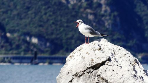 Close-up of seagull perching on rock