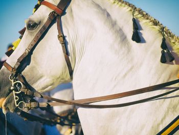 Close-up of horse