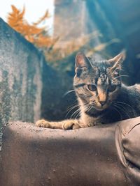 Close-up portrait of a cat