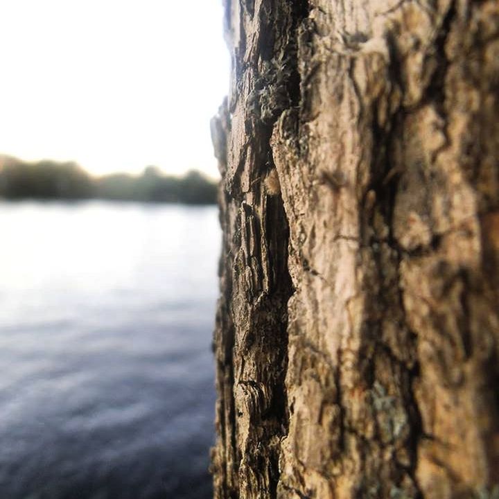 tree trunk, focus on foreground, textured, close-up, nature, water, tree, tranquility, rough, beauty in nature, tranquil scene, outdoors, rock - object, day, sea, no people, selective focus, rock, scenics, lake