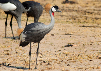 Grey crowned crane - formerly known as a crested crane