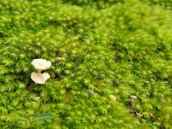 Close-up of white flowering plants on field