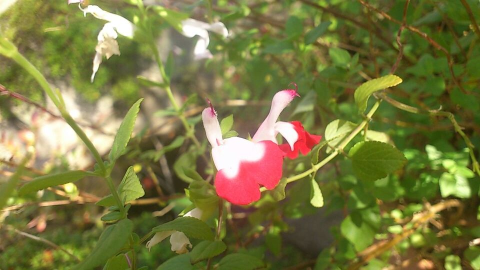 Red and white flower