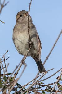 Low angle view of bird perching on branch against sky