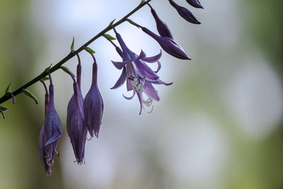 Close-up of purple flowering plant