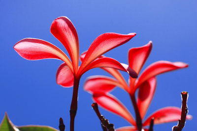 Close-up of red flowering plant against blue sky