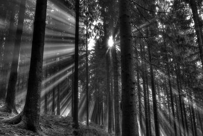 Low angle view of trees in forest