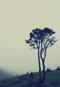 Bare trees on landscape