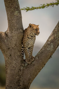 Leopard on tree trunk