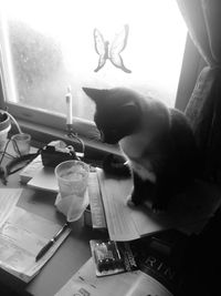 Close-up of cat sitting on paper