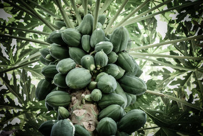 Close-up of fruits growing on tree