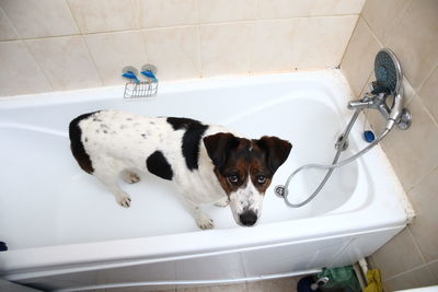 High angle view of dog in bathroom