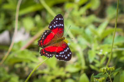 Close-up of butterfly on flower