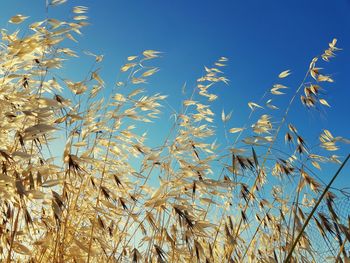 Low angle view of plants against blue sky
