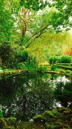 Scenic view of lake in forest