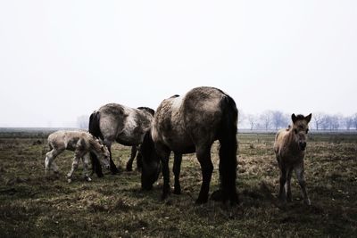 Sheep grazing on field