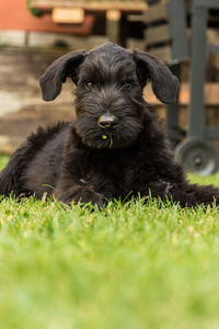 Portrait of dog relaxing on field