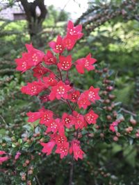 Close-up of wet red flowering plant