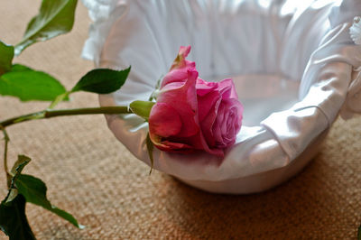 Close-up of pink rose