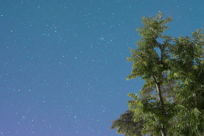 Low angle view of trees against clear blue sky