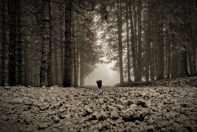 Rear view of person walking on snow covered land