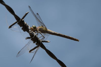 dragonfly