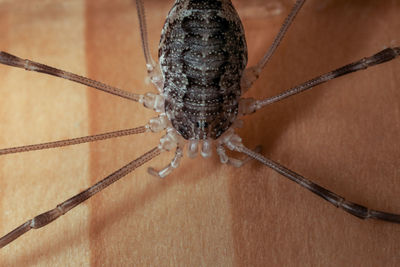 Close-up of spider on metal