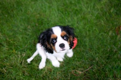 Portrait of puppy on grass