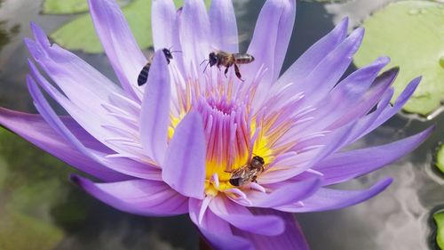 Close-up of honey bees buzzing on purple water lily