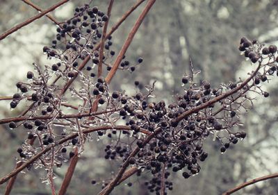 Close-up of flowers growing on tree