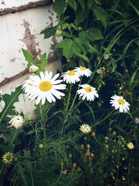 Close-up of fresh white flowers blooming outdoors