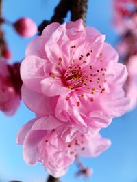 Close-up of pink cherry blossoms