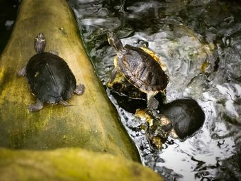 High angle view of turtle in lake