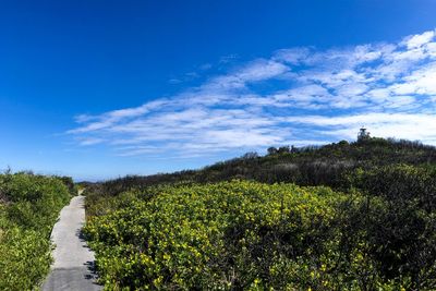 Plants growing on land against sky